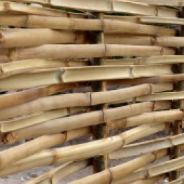 Bamboo Wattle